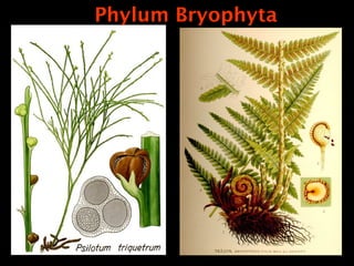 Phylum Bryophyta
 
