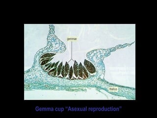 Liverworts- Phylum Hepatophyta
Gemma cup “Asexual reproduction”
 