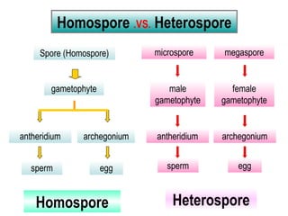 Homospore .VS. Heterospore
gametophyte
Spore (Homospore)
antheridium archegonium
eggsperm
microspore
male
gametophyte
female
gametophyte
antheridium archegonium
sperm egg
megaspore
Homospore Heterospore
 