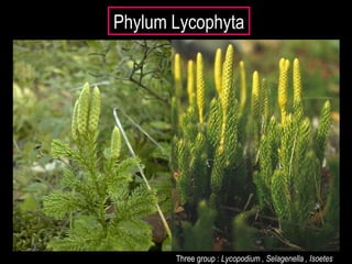 Phylum Lycophyta
Three group : Lycopodium , Selagenella , Isoetes
 