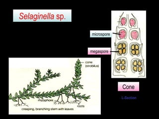 Selaginella sp.
Cone
microspore
megaspore
L-Section
 