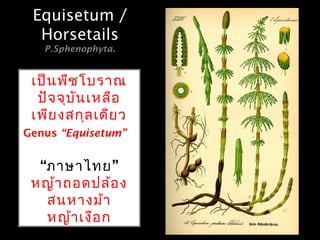 Equisetum pratense
เป็นพืชโบราณ
ปัจจุบันเหลือ
เพียงสกุลเดียว
Genus “Equisetum”
“ ”ภาษาไทย
หญ้าถอดปล้อง
สนหางม้า
หญ้าเงือก
Equisetum /Equisetum /
HorsetailsHorsetails
P.Sphenophyta.
 