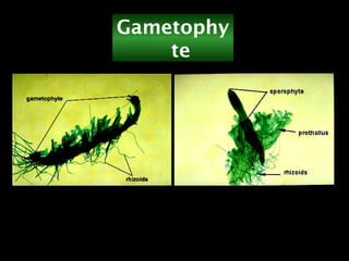 Gametophy
te
เป็นแผ่นแบนขนาดเล็ก ขอบแตกเป็น
แฉกๆ
 