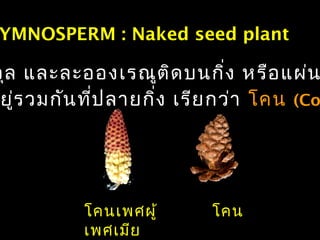 YMNOSPERM : Naked seed plant
วุล และละอองเรณูติดบนกิ่ง หรือแผ่น
ยู่รวมกันที่ปลายกิ่ง เรียกว่า โคน (Co
โคนเพศผู้ โคน
เพศเมีย
 