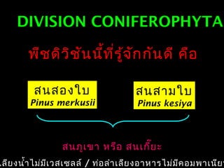 DIVISION CONIFEROPHYTADIVISION CONIFEROPHYTA
พืชดิวิชันนี้ที่รู้จักกันดี คือ
สนสองใบ
Pinus merkusii
สนสามใบ
Pinus kesiya
สนภูเขา หรือ สนเกี๊ยะ
เลียงนำ้าไม่มีเวสเซลล์ / ท่อลำาเลียงอาหารไม่มีคอมพาเนียน
 