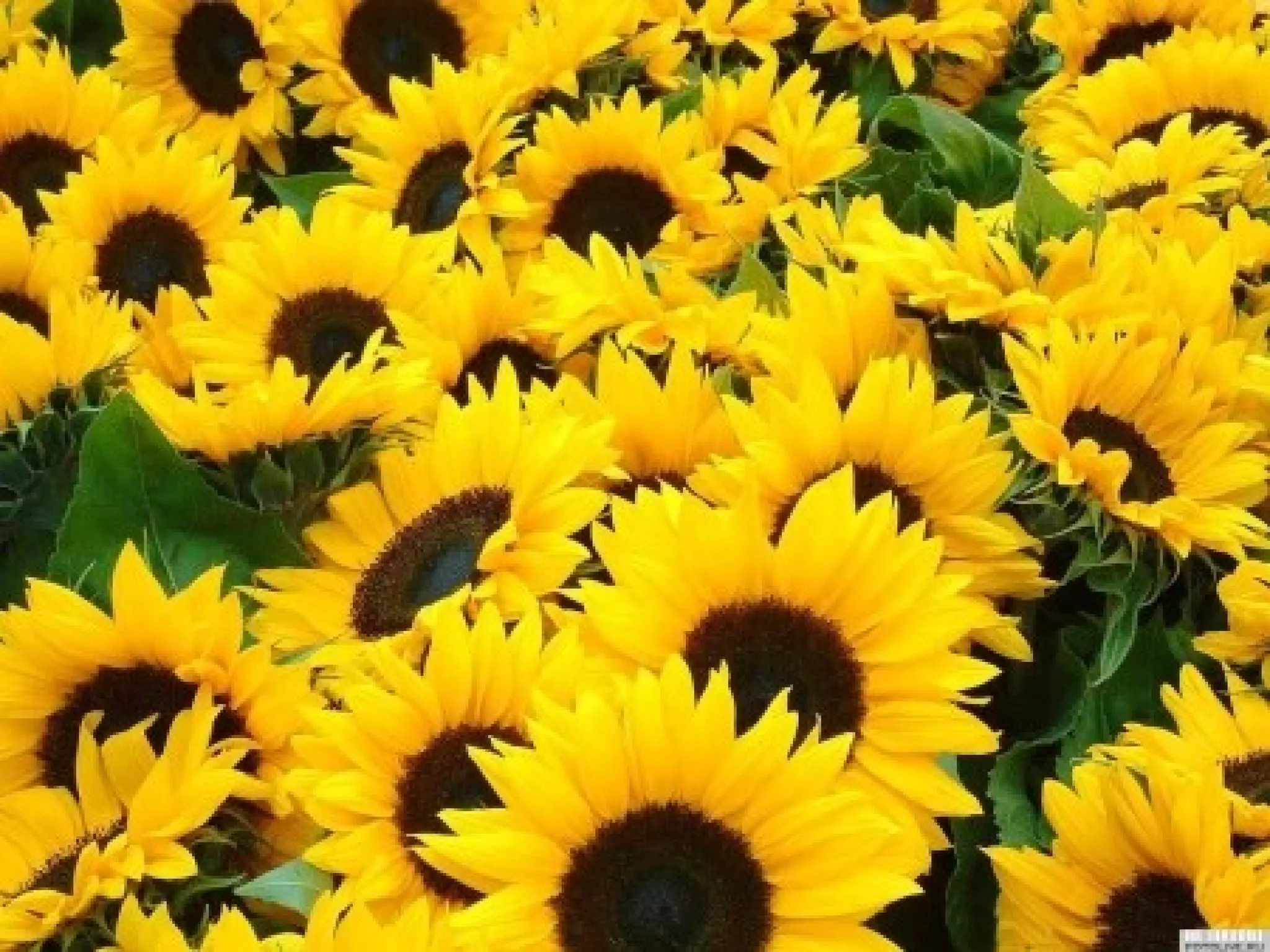 Україна – наш спільний дім