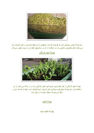 ‫ﺍﻳﻥ‬‫ﺟﻭﺍﻧﻪ‬‫ﺣﺎﻭﻱ‬‫ﻭﻳﺗﺎﻣﻳﻥ‬‫ﻫﺎﻱ‬A, B, C‫ﻭ‬K‫ﺍﺳﺕ‬.‫ﻫﻣﭼﻧﻳﻥ‬‫ﺩﺍﺭﺍﻱ‬‫ﻓﻳﺗﻭﺍﺳﺗﺭﻭژﻥ‬‫ﻭ‬‫ﺁﻧﺗﻲ‬‫ﺍﮐﺳﻳﺩﺍﻥ‬‫ﻫﻡ‬
‫ﻣﻲ‬‫ﺑﺎﺷﺩ‬.‫ﻁﻌﻡ‬‫ﻣﻁﺑﻭﻉ‬‫ﻭ‬‫ﻣﻼﻳﻣﻲ‬‫ﺩﺍﺭﺩ‬‫ﻭ‬‫ﺍﺳﺗﻔﺎﺩﻩ‬‫ﺍﺯ‬‫ﺁﻥ‬‫ﺩﺭ‬‫ﺳﺎﻻﺩ‬،‫ﻁﻌﻡ‬‫ﺁﻥ‬‫ﺭﺍ‬‫ﺑﺳﻳﺎﺭ‬‫ﺩﻟﭘﺫﻳﺭ‬‫ﻣﻲ‬‫ﮐﻧﺩ‬.
‫ﺟﻭﺍﻧﻪ‬‫ﻧﺧﻭﺩ‬‫ﻓﺭﻧﮕﻲ‬
‫ﺟﻭﺍﻧﻪ‬‫ﻧﺧﻭﺩ‬‫ﻓﺭﻧﮕﻲ‬‫ﺍﺯ‬‫ﻧﻅﺭ‬‫ﻁﻌﻡ‬‫ﺑﺳﻳﺎﺭ‬‫ﺷﺑﻳﻪ‬‫ﺧﻭﺩ‬‫ﻧﺧﻭﺩ‬‫ﻓﺭﻧﮕﻲ‬‫ﺍﺳﺕ‬‫ﻭ‬‫ﺩﺭ‬‫ﺳﺎﻻﺩ‬‫ﻣﻲ‬‫ﺷﻭﺩ‬‫ﺍﺯ‬‫ﺁﻥ‬
‫ﺍﺳﺗﻔﺎﺩﻩ‬‫ﮐﺭﺩ‬.‫ﺍﻳﻥ‬‫ﺟﻭﺍﻧﻪ‬‫ﻣﻧﺑﻊ‬‫ﺧﻭﺏ‬‫ﻭﻳﺗﺎﻣﻳﻥ‬‫ﻫﺎﻱ‬A, C‫ﻭ‬‫ﺍﺳﻳﺩ‬‫ﻓﻭﻟﻳﮏ‬‫ﺍﺳﺕ‬.‫ﺗﻧﻬﺎ‬‫ﺍﺯ‬‫ﻗﺳﻣﺕ‬‫ﺳﺑﺯ‬‫ﻭ‬
‫ﺳﺎﻗﻪ‬‫ﺍﻳﻥ‬‫ﺟﻭﺍﻧﻪ‬‫ﺍﺳﺗﻔﺎﺩﻩ‬‫ﮐﻧﻳﺩ‬‫ﻧﻪ‬‫ﺍﺯ‬‫ﺧﻭﺩ‬‫ﺩﺍﻧﻪ‬
‫ﺟﻭﺍﻧﻪ‬‫ﮐﻧﺟﺩ‬
‫ﺟﻭﺍﻧﻪ‬‫ﮐﻧﺟﺩ‬‫ﺳﻳﺎﻩ‬
 