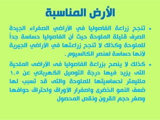 زراعة الفاصولياء