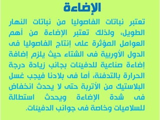 زراعة الفاصولياء