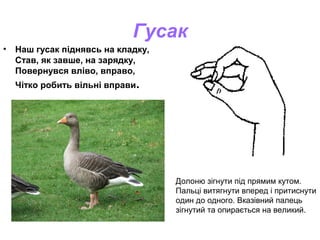 Гусак
• Наш гусак піднявсь на кладку,
Став, як завше, на зарядку,
Повернувся вліво, вправо,
Чітко робить вільні вправи.
До...