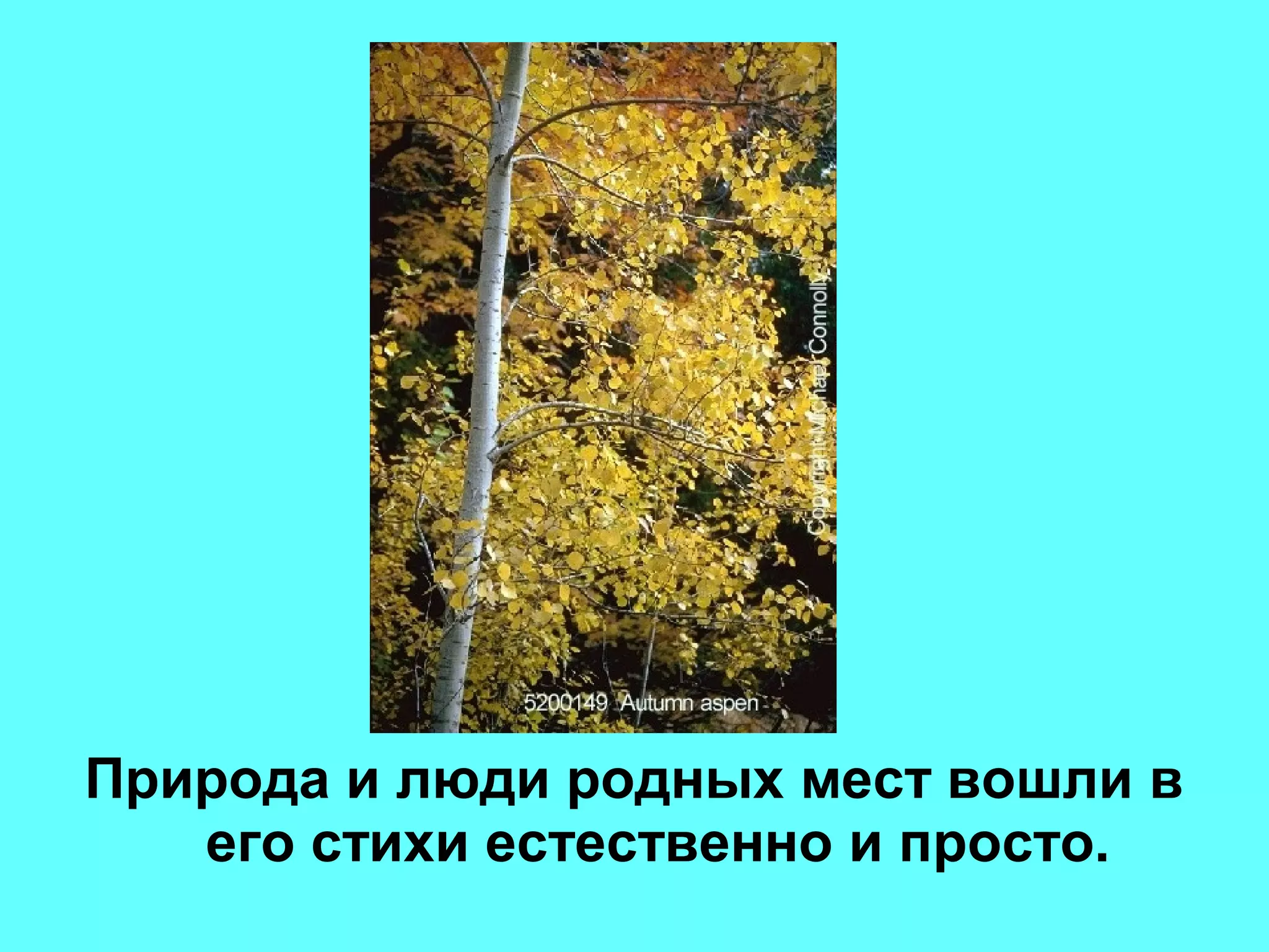 Природа и люди родных мест вошли в
его стихи естественно и просто.
 