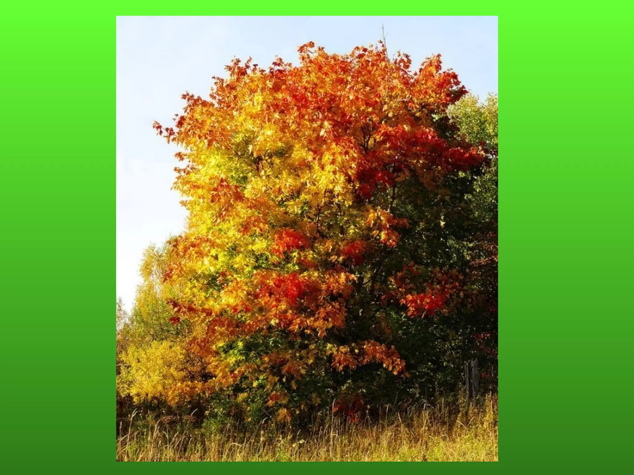 Пляхин, презентация к  уроку