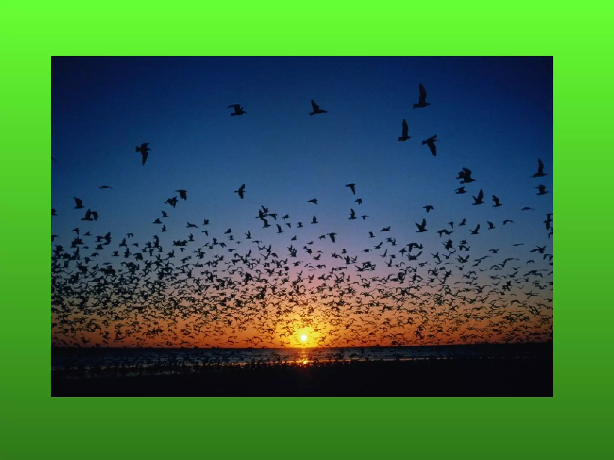 Пляхин, презентация к  уроку