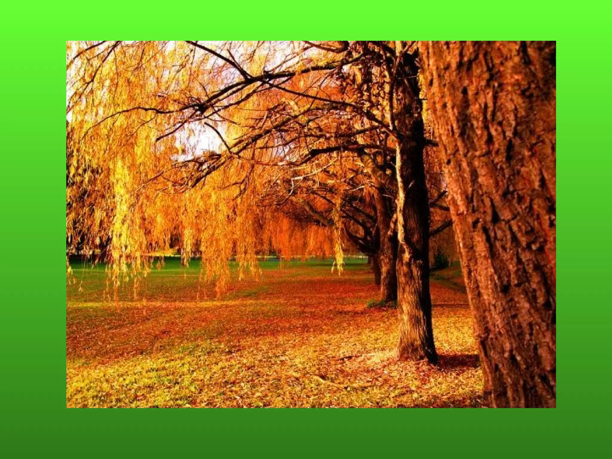 Пляхин, презентация к  уроку