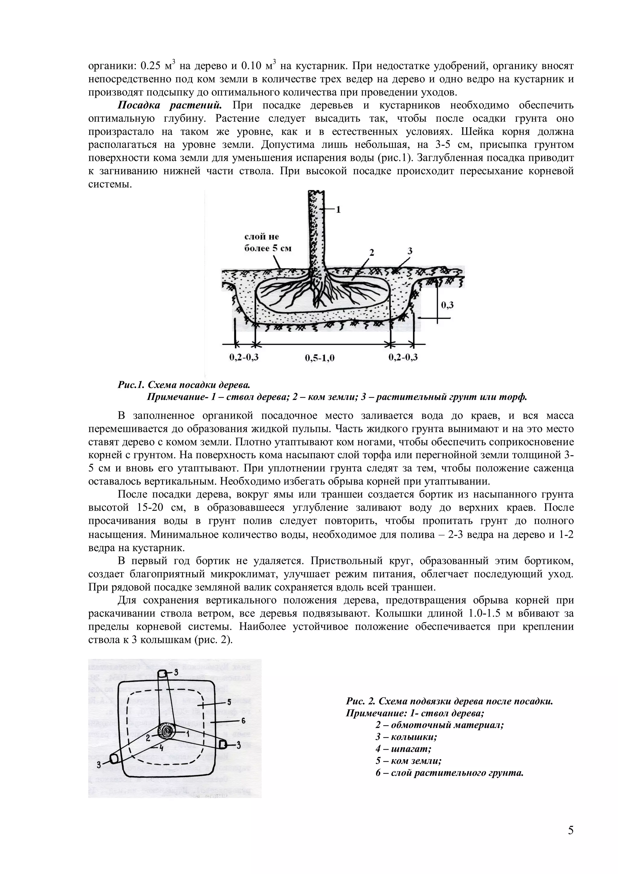 5
органики: 0.25 м3
на дерево и 0.10 м3
на кустарник. При недостатке удобрений, органику вносят
непосредственно под ком земли в количестве трех ведер на дерево и одно ведро на кустарник и
производят подсыпку до оптимального количества при проведении уходов.
Посадка растений. При посадке деревьев и кустарников необходимо обеспечить
оптимальную глубину. Растение следует высадить так, чтобы после осадки грунта оно
произрастало на таком же уровне, как и в естественных условиях. Шейка корня должна
располагаться на уровне земли. Допустима лишь небольшая, на 3-5 см, присыпка грунтом
поверхности кома земли для уменьшения испарения воды (рис.1). Заглубленная посадка приводит
к загниванию нижней части ствола. При высокой посадке происходит пересыхание корневой
системы.
Рис.1. Схема посадки дерева.
Примечание- 1 – ствол дерева; 2 – ком земли; 3 – растительный грунт или торф.
В заполненное органикой посадочное место заливается вода до краев, и вся масса
перемешивается до образования жидкой пульпы. Часть жидкого грунта вынимают и на это место
ставят дерево с комом земли. Плотно утаптывают ком ногами, чтобы обеспечить соприкосновение
корней с грунтом. На поверхность кома насыпают слой торфа или перегнойной земли толщиной 3-
5 см и вновь его утаптывают. При уплотнении грунта следят за тем, чтобы положение саженца
оставалось вертикальным. Необходимо избегать обрыва корней при утаптывании.
После посадки дерева, вокруг ямы или траншеи создается бортик из насыпанного грунта
высотой 15-20 см, в образовавшееся углубление заливают воду до верхних краев. После
просачивания воды в грунт полив следует повторить, чтобы пропитать грунт до полного
насыщения. Минимальное количество воды, необходимое для полива – -3 ведра на дерево и 1-
ведра на кустарник.
В первый год бортик не удаляется. Приствольный круг, образованный этим бортиком,
создает благоприятный микроклимат, улучшает режим питания, облегчает последующий уход.
При рядовой посадке земляной валик сохраняется вдоль всей траншеи.
Для сохранения вертикального положения дерева, предотвращения обрыва корней при
раскачивании ствола ветром, все деревья подвязывают. Колышки длиной 1.0-1.5 м вбивают за
пределы корневой системы. Наиболее устойчивое положение обеспечивается при креплении
ствола к 3 колышкам (рис. 2).
Рис. 2. Схема подвязки дерева после посадки.
Примечание: 1- ствол дерева;
2 – обмоточный материал;
3 – колышки;
4 – шпагат;
5 – ком земли;
6 – слой растительного грунта.
 