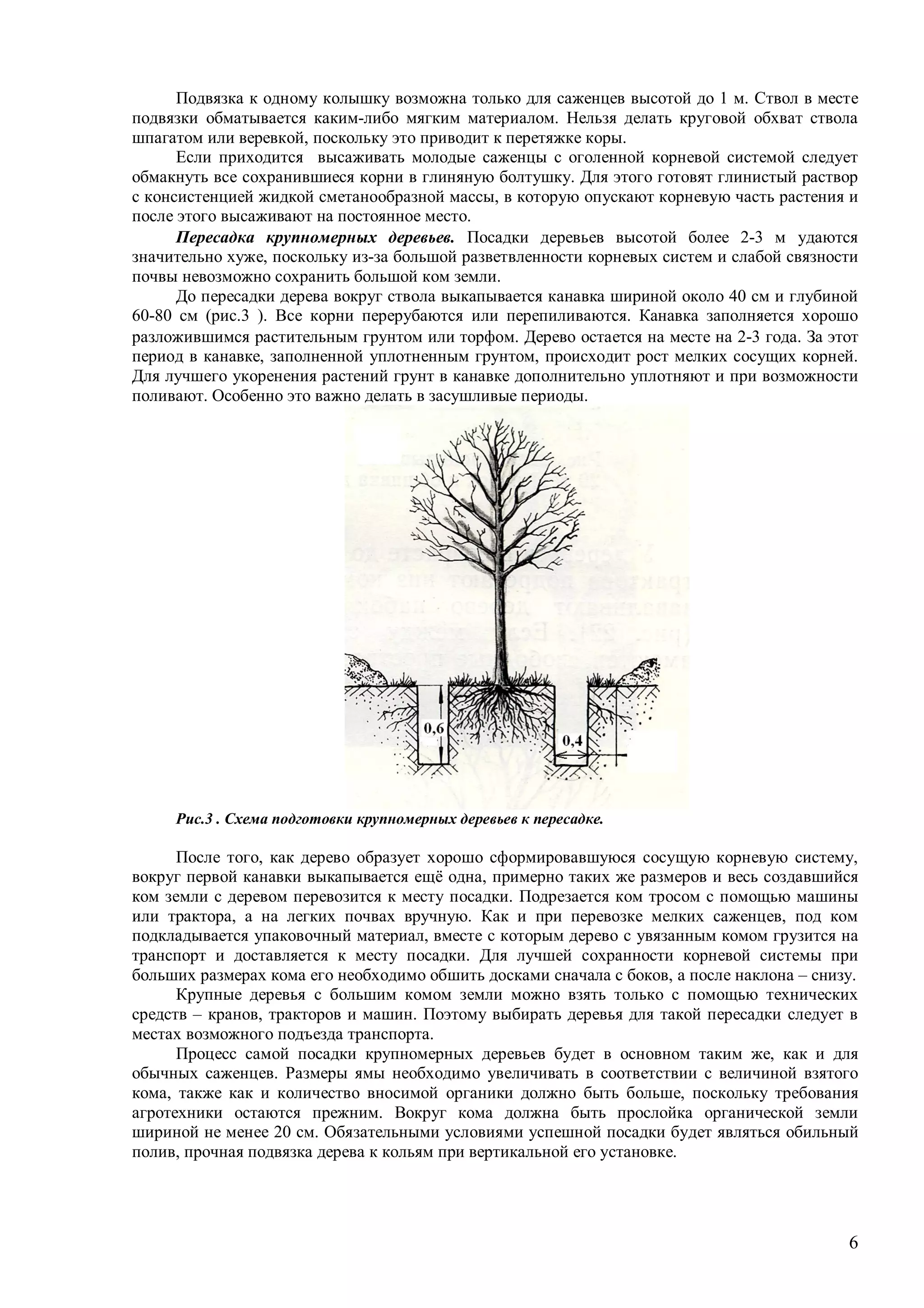 6
Подвязка к одному колышку возможна только для саженцев высотой до 1 м. Ствол в месте
подвязки обматывается каким-либо мягким материалом. Нельзя делать круговой обхват ствола
шпагатом или веревкой, поскольку это приводит к перетяжке коры.
Если приходится высаживать молодые саженцы с оголенной корневой системой следует
обмакнуть все сохранившиеся корни в глиняную болтушку. Для этого готовят глинистый раствор
с консистенцией жидкой сметанообразной массы, в которую опускают корневую часть растения и
после этого высаживают на постоянное место.
Пересадка крупномерных деревьев. Посадки деревьев высотой более -3 м удаются
значительно хуже, поскольку из-за большой разветвленности корневых систем и слабой связности
почвы невозможно сохранить большой ком земли.
До пересадки дерева вокруг ствола выкапывается канавка шириной около 40 см и глубиной
60-80 см (рис.3 ). Все корни перерубаются или перепиливаются. Канавка заполняется хорошо
разложившимся растительным грунтом или торфом. Дерево остается на месте на -3 года. За этот
период в канавке, заполненной уплотненным грунтом, происходит рост мелких сосущих корней.
Для лучшего укоренения растений грунт в канавке дополнительно уплотняют и при возможности
поливают. Особенно это важно делать в засушливые периоды.
Рис.3 . Схема подготовки крупномерных деревьев к пересадке.
После того, как дерево образует хорошо сформировавшуюся сосущую корневую систему,
вокруг первой канавки выкапывается ещё одна, примерно таких же размеров и весь создавшийся
ком земли с деревом перевозится к месту посадки. Подрезается ком тросом с помощью машины
или трактора, а на легких почвах вручную. Как и при перевозке мелких саженцев, под ком
подкладывается упаковочный материал, вместе с которым дерево с увязанным комом грузится на
транспорт и доставляется к месту посадки. Для лучшей сохранности корневой системы при
больших размерах кома его необходимо обшить досками сначала с боков, а после наклона – снизу.
Крупные деревья с большим комом земли можно взять только с помощью технических
средств – кранов, тракторов и машин. Поэтому выбирать деревья для такой пересадки следует в
местах возможного подъезда транспорта.
Процесс самой посадки крупномерных деревьев будет в основном таким же, как и для
обычных саженцев. Размеры ямы необходимо увеличивать в соответствии с величиной взятого
кома, также как и количество вносимой органики должно быть больше, поскольку требования
агротехники остаются прежним. Вокруг кома должна быть прослойка органической земли
шириной не менее 20 см. Обязательными условиями успешной посадки будет являться обильный
полив, прочная подвязка дерева к кольям при вертикальной его установке.
 
