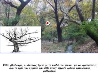 Κάθε φθινόπωρο, ο πλάτανος έμενε με τα κλαδιά του γυμνά, για να προστατευτεί
από το κρύο του χειμώνα και κάθε άνοιξη έβγαζ...
