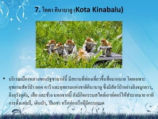 7. โคตา คินาบาลู(Kota Kinabalu) 
• บริเวณเมืองหลวงของรัฐซาบาห์นี้ มีสถานที่ท่องเที่ยวขึ้นชื่อมากมาย โดยเฉพาะ 
อุทยานสัตว์ป่า ลอค คาวี และอุทยานแห่งชาติคินาบาลูซึ่งมีสัตว์ป่าอย่างลิงจมูกยาว, 
ลิงอุรังอุตัง, เสือ และช้าง นอกจากนี้ ยังมีกิจกรรมสไตล์เอาท์ดอร์ให้ทา มากมาย อาทิ 
การตั้งแคมป์, เดินป่า, ปีนเขา หรือล่องเรือก็มีครบหมด 
 