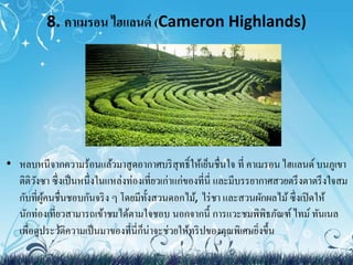 8. คาเมรอน ไฮแลนด์ (Cameron Highlands) 
• หลบหนีจากความร้อนแล้วมาสูดอากาศบริสุทธ์ิให้เย็นชื่นใจ ที่ คาเมรอน ไฮแลนด์ บนภูเขา 
ติติวังซา ซึ่งเป็นหนึ่งในแหล่งท่องเที่ยวเก่าแก่ของที่นี่ และมีบรรยากาศสวยตรึงตาตรึงใจสม 
กับที่ผู้คนชื่นชอบกันจริง ๆ โดยมีทั้งสวนดอกไม้, ไร่ชา และสวนผักผลไม้ซึ่งเปิดให้ 
นักท่องเที่ยวสามารถเข้าชมได้ตามใจชอบ นอกจากนี้ การแวะชมพิพิธภัณฑ์ ไทม์ทันเนล 
เพื่อดูประวัติความเป็นมาของที่นี่ก็น่าจะช่วยให้ทริปของคุณพิเศษยิ่งขึ้น 
 
