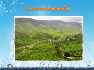 งานสังคม มาเลเซีย