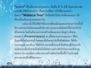 “มะละกา” เป็นเมืองหลวงรัฐมะละกา ซึ่งเป็น 1 ใน 13 รัฐของประเทศ 
มาเลเซีย มีชื่อเรียกมาจาก "ต้นมะขามป้อม" หรือที่ชาวมะละกา 
เรียกว่า “Malacca Tree” ซึ่งเป็นต้นไม้ประจา เมืองมะละกา ไม่ 
เกี่ยวเนื่องกับมะละกอแต่อย่างใด 
แต่กระนั้นก็ไม่ได้ทา ให้การมาเยือนเมืองมะละกาของเราในครั้งนี้ 
มีความน่าสนใจน้อยลงเลยสักนิด เพราะมะละกายังมีเสน่ห์ที่น่าสนใจไม่ 
เสื่อมคลาย โดยในตา นานการก่อสร้างเมืองมะละกามีอยู่ว่า เจ้าชาย 
ปรเมศวร (Parameswara) ทรงลี้ภัยมาจากเกาะสุมาตรา ได้มา 
ค้นพบที่ตั้งเมืองแห่งนี้ โดยขณะที่เจ้าชายกา ลังขึ้นฝั่งพักผ่อน ได้เห็น 
กระจงถูกฝูงหมาป่ารุมไล่ทา ร้าย กระจงเมื่อจวนตัวจึงหันมาสู้กับหมาป่า 
จนตัวตาย เมื่อเจ้าชายเห็นดังนั้นก็เกิดความประทับใจในความกล้าหาญ 
ของกระจง และเกิดความคิดว่าควรสร้างเมืองใหม่ขึ้นที่นี่ ในบริเวณที่ 
กระจงตายอยู่ใกล้ต้นมะละกา 
 
