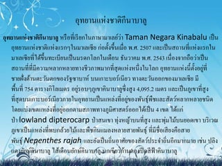 อุทยานแห่งชาติกีนาบาลู 
อุทยานแห่งชาติกีนาบาลูหรือที่เรียกในภาษามาเลย์ว่า Taman Negara Kinabalu เป็น 
อุทยานแห่งชาติแห่งแรกๆในมาเลเซีย ก่อตั้งขึ้นเมื่อ พ.ศ. 2507 และเป็นสถานที่แห่งแรกใน 
มาเลเซียที่ได้ขึ้นทะเบียนเป็นมรดกโลกในเดือน ธันวาคม พ.ศ. 2543 เนื่องจากถือว่าเป็น 
สถานที่ที่มีความหลากหลายทางชีวภาพมากที่สุดแห่งหนึ่งในโลก อุทยานแห่งนี้ตั้งอยู่ที่ 
ชายฝั่งด้านตะวันตกของรัฐซาบาห์บนเกาะบอร์เนียว ทางตะวันออกของมาเลเซีย มี 
พื้นที่754 ตารางกิโลเมตร อยู่รอบๆภูเขาคินาบาลซูึ่งสูง 4,095.2 เมตร และเป็นภูเขาที่สูง 
ที่สุดบนเกาะบอร์เนียวภายในอุทยานเป็นแหล่งที่อยู่ของพันธุ์พืชและสัตว์หลากหลายชนิด 
โดยแบ่งเขตแหล่งที่อยู่ออกตามสภาพทางภูมิศาสตร์ออกได้เป็น 4 เขต ได้แก่ 
ป่า lowland dipterocarp ป่าสนเขา ทุ่งหญ้าบนที่สูง และพุ่มไม้บนยอดเขา บริเวณ 
ภูเขาเป็นแหล่งที่พบกล้วยไม้และพืชกินแมลงหลายสายพันธุ์ ที่มีชื่อเสียงคือสาย 
พันธุ์Nepenthes rajah และยังเป็นถิ่นอาศัยของสัตว์ประจา ถิ่นอีกมากมาย เช่น ปลิง 
แดงยักษ์คินาบาลูไส้เดือนยักษ์คินาบาลูนกเขียวก้านตองปีกสีฟ้าคินาบาลู 
 
