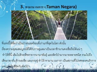 3. ทามาน เนการา (Taman Negara) 
ที่แห่งนีไ้ด้ชื่อว่าเป็นป่าฝนเขตร้อนที่เก่าแก่ที่สุดในโลก ดังนัน้ 
เรื่องความอุดมสมบูรณ์ที่ได้รับการดูแลมาเป็นเวลาช้านานคงเชื่อถือได้แน่ ๆ 
ทาให้ที่นี่ เต็มไปด้วยพืชหายากนานาพันธ์ุและสัตว์ป่ามากมายหลายชนิด รวมไปถึง 
เสือมาลายัน ช้างเอเชีย และกระซู่ ทาให้ ทามาน เนการา เป็นสถานที่โปรดของคนรักการ 
ผจญภัยใกล้ชิดกับสัตว์ป่า 
 
