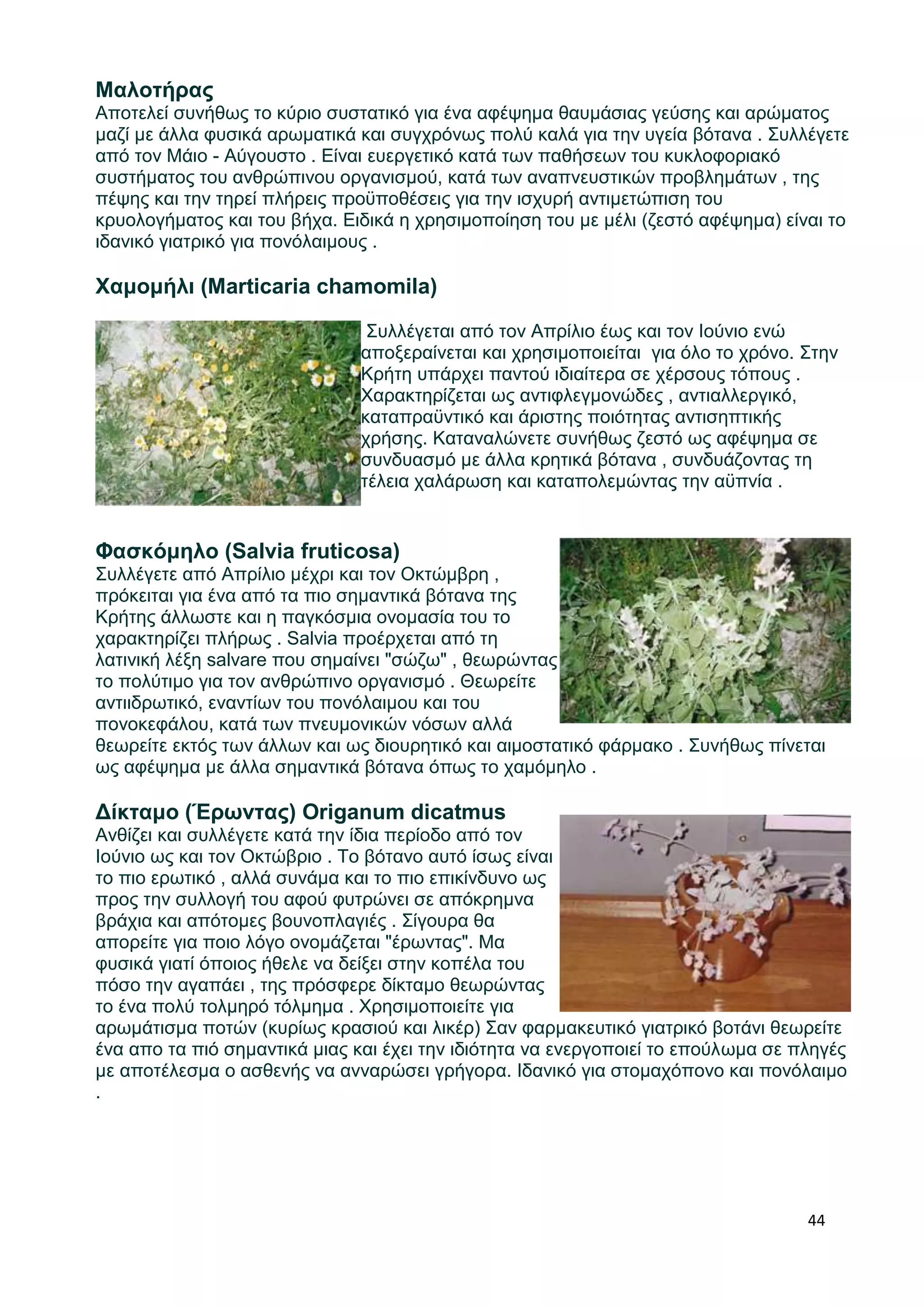 Μαλοτήρας 
Αποτελεί συνήθως το κύριο συστατικό για ένα αφέψημα θαυμάσιας γεύσης και αρώματος 
μαζί με άλλα φυσικά αρωματικά και συγχρόνως πολύ καλά για την υγεία βότανα . Συλλέγετε 
από τον Μάιο - Αύγουστο . Είναι ευεργετικό κατά των παθήσεων του κυκλοφοριακό 
συστήματος του ανθρώπινου οργανισμού, κατά των αναπνευστικών προβλημάτων , της 
πέψης και την τηρεί πλήρεις προϋποθέσεις για την ισχυρή αντιμετώπιση του 
κρυολογήματος και του βήχα. Ειδικά η χρησιμοποίηση του με μέλι (ζεστό αφέψημα) είναι το 
ιδανικό γιατρικό για πονόλαιμους . 
44 
Χαμομήλι (Marticaria chamomila) 
Συλλέγεται από τον Απρίλιο έως και τον Ιούνιο ενώ 
αποξεραίνεται και χρησιμοποιείται για όλο το χρόνο. Στην 
Κρήτη υπάρχει παντού ιδιαίτερα σε χέρσους τόπους . 
Χαρακτηρίζεται ως αντιφλεγμονώδες , αντιαλλεργικό, 
καταπραϋντικό και άριστης ποιότητας αντισηπτικής 
χρήσης. Καταναλώνετε συνήθως ζεστό ως αφέψημα σε 
συνδυασμό με άλλα κρητικά βότανα , συνδυάζοντας τη 
τέλεια χαλάρωση και καταπολεμώντας την αϋπνία . 
Φασκόμηλο (Salvia fruticosa) 
Συλλέγετε από Απρίλιο μέχρι και τον Οκτώμβρη , 
πρόκειται για ένα από τα πιο σημαντικά βότανα της 
Κρήτης άλλωστε και η παγκόσμια ονομασία του το 
χαρακτηρίζει πλήρως . Salvia προέρχεται από τη 
λατινική λέξη salvare που σημαίνει "σώζω" , θεωρώντας 
το πολύτιμο για τον ανθρώπινο οργανισμό . Θεωρείτε 
αντιιδρωτικό, εναντίων του πονόλαιμου και του 
πονοκεφάλου, κατά των πνευμονικών νόσων αλλά 
θεωρείτε εκτός των άλλων και ως διουρητικό και αιμοστατικό φάρμακο . Συνήθως πίνεται 
ως αφέψημα με άλλα σημαντικά βότανα όπως το χαμόμηλο . 
Δίκταμο (Έρωντας) Origanum dicatmus 
Ανθίζει και συλλέγετε κατά την ίδια περίοδο από τον 
Ιούνιο ως και τον Οκτώβριο . Το βότανο αυτό ίσως είναι 
το πιο ερωτικό , αλλά συνάμα και το πιο επικίνδυνο ως 
προς την συλλογή του αφού φυτρώνει σε απόκρημνα 
βράχια και απότομες βουνοπλαγιές . Σίγουρα θα 
απορείτε για ποιο λόγο ονομάζεται "έρωντας". Μα 
φυσικά γιατί όποιος ήθελε να δείξει στην κοπέλα του 
πόσο την αγαπάει , της πρόσφερε δίκταμο θεωρώντας 
το ένα πολύ τολμηρό τόλμημα . Χρησιμοποιείτε για 
αρωμάτισμα ποτών (κυρίως κρασιού και λικέρ) Σαν φαρμακευτικό γιατρικό βοτάνι θεωρείτε 
ένα απο τα πιό σημαντικά μιας και έχει την ιδιότητα να ενεργοποιεί το επούλωμα σε πληγές 
με αποτέλεσμα ο ασθενής να ανναρώσει γρήγορα. Ιδανικό για στομαχόπονο και πονόλαιμο 
. 
 