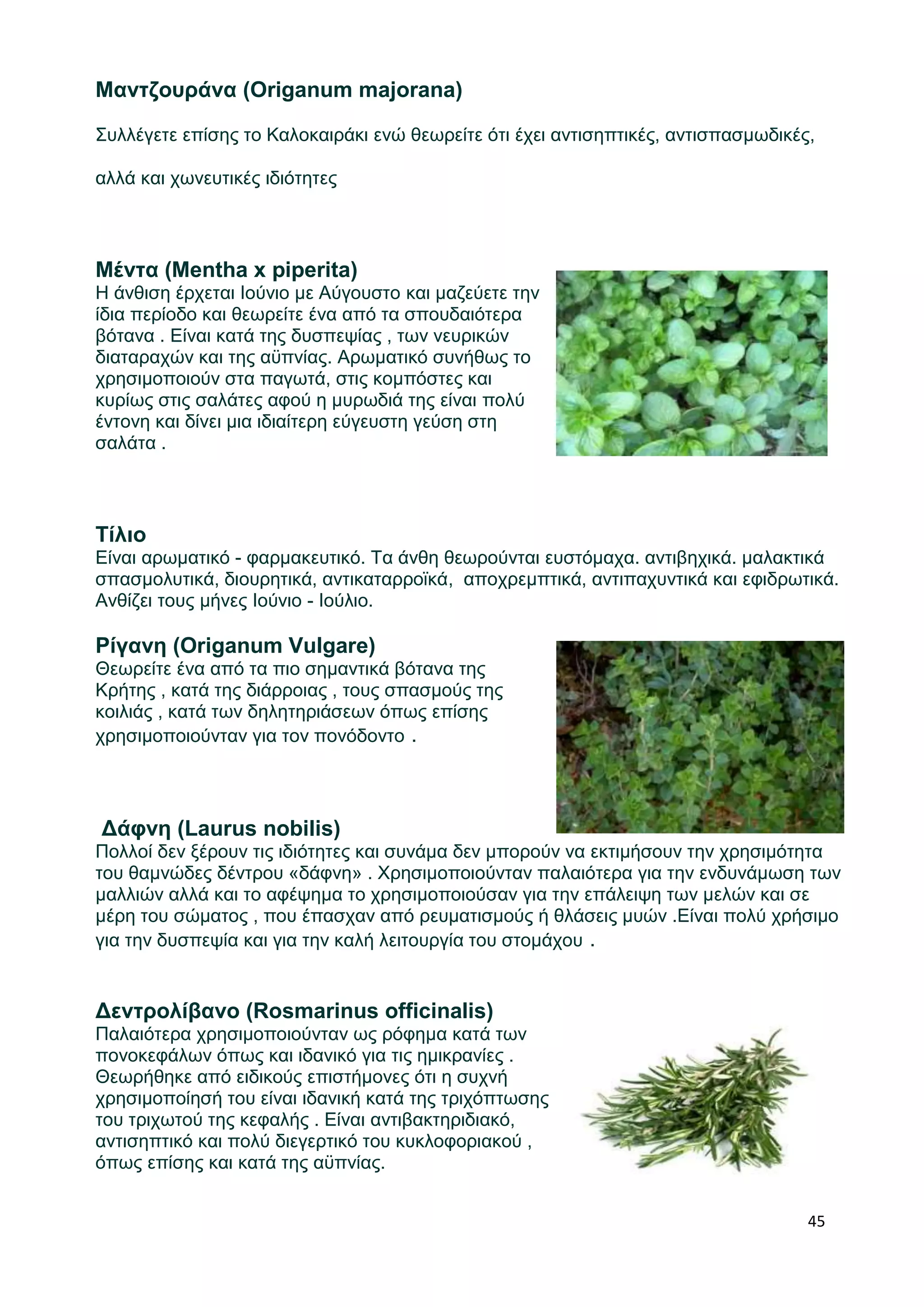 45 
Μαντζουράνα (Origanum majorana) 
Συλλέγετε επίσης το Καλοκαιράκι ενώ θεωρείτε ότι έχει αντισηπτικές, αντισπασμωδικές, 
αλλά και χωνευτικές ιδιότητες 
Μέντα (Mentha x piperita) 
Η άνθιση έρχεται Ιούνιο με Αύγουστο και μαζεύετε την 
ίδια περίοδο και θεωρείτε ένα από τα σπουδαιότερα 
βότανα . Είναι κατά της δυσπεψίας , των νευρικών 
διαταραχών και της αϋπνίας. Αρωματικό συνήθως το 
χρησιμοποιούν στα παγωτά, στις κομπόστες και 
κυρίως στις σαλάτες αφού η μυρωδιά της είναι πολύ 
έντονη και δίνει μια ιδιαίτερη εύγευστη γεύση στη 
σαλάτα . 
Τίλιο 
Είναι αρωματικό - φαρμακευτικό. Τα άνθη θεωρούνται ευστόμαχα. αντιβηχικά. μαλακτικά 
σπασμολυτικά, διουρητικά, αντικαταρροϊκά, αποχρεμπτικά, αντιπαχυντικά και εφιδρωτικά. 
Ανθίζει τους μήνες Ιούνιο - Ιούλιο. 
Ρίγανη (Origanum Vulgare) 
Θεωρείτε ένα από τα πιο σημαντικά βότανα της 
Κρήτης , κατά της διάρροιας , τους σπασμούς της 
κοιλιάς , κατά των δηλητηριάσεων όπως επίσης 
χρησιμοποιούνταν για τον πονόδοντο . 
Δάφνη (Laurus nobilis) 
Πολλοί δεν ξέρουν τις ιδιότητες και συνάμα δεν μπορούν να εκτιμήσουν την χρησιμότητα 
του θαμνώδες δέντρου «δάφνη» . Χρησιμοποιούνταν παλαιότερα για την ενδυνάμωση των 
μαλλιών αλλά και το αφέψημα το χρησιμοποιούσαν για την επάλειψη των μελών και σε 
μέρη του σώματος , που έπασχαν από ρευματισμούς ή θλάσεις μυών .Είναι πολύ χρήσιμο 
για την δυσπεψία και για την καλή λειτουργία του στομάχου . 
Δεντρολίβανο (Rosmarinus officinalis) 
Παλαιότερα χρησιμοποιούνταν ως ρόφημα κατά των 
πονοκεφάλων όπως και ιδανικό για τις ημικρανίες . 
Θεωρήθηκε από ειδικούς επιστήμονες ότι η συχνή 
χρησιμοποίησή του είναι ιδανική κατά της τριχόπτωσης 
του τριχωτού της κεφαλής . Είναι αντιβακτηριδιακό, 
αντισηπτικό και πολύ διεγερτικό του κυκλοφοριακού , 
όπως επίσης και κατά της αϋπνίας. 
 