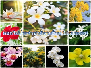 ดอกไม้ประจำชาติอาเซียน 10 ประเทศ  