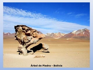 ÁÁrrbbooll ddee PPiieeddrraa -- BBoolliivviiaa 
 