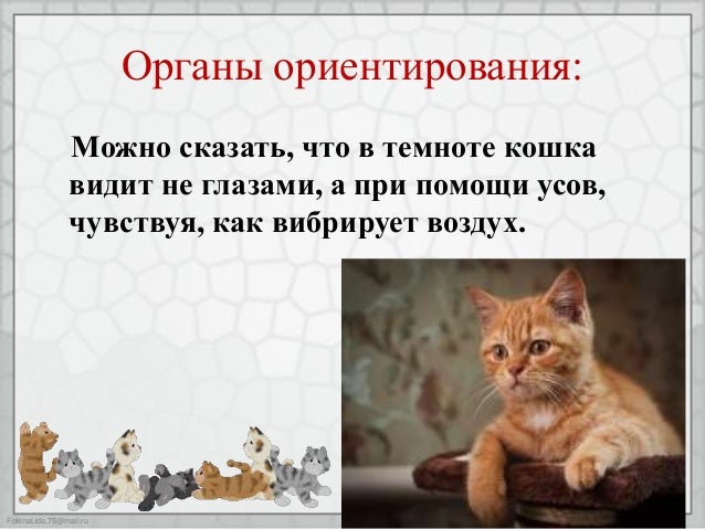 Пословица про кота