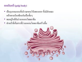 กอลจิบอดี (golgi body) 
• เป็นถุงกลมแบนที่บริเวณขอบโป่งพองออก ซึ่งมีลักษณะ 
คล้ายจานเรียงซ้อนกันเป็นชั้นๆ 
• พบอยู่ใกล้กับร่างแหเอนโดพลาซึม 
• ทา หน้าที่เก็บสารที่ร่างแหเอนโดพลาซึมสร้างขึ้น 
 