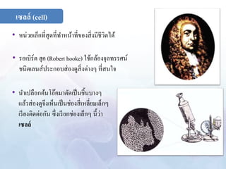 เซลล์ (cell) 
• หน่วยเล็กที่สุดที่ทา หน้าที่ของสิ่งมีชีวิตได้ 
• รอเบิร์ต ฮุค (Robert hooke) ใช้กล้องจุลทรรศน์ 
ชนิดเลนส์ประกอบส่องดูสิ่งต่างๆ ที่สนใจ 
• นาเปลือกต้นโอ๊คมาตัดเป็นชิ้นบางๆ 
แล้วส่องดูจึงเห็นเป็นช่องสี่เหลี่ยมเล็กๆ 
เรียงติดต่อกัน ซึ่งเรียกช่องเล็กๆ นี้ว่า 
เซลล์ 
 