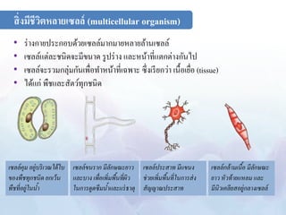 • ร่างกายประกอบด้วยเซลล์มากมายหลายล้านเซลล์ 
• เซลล์แต่ละชนิดจะมีขนาด รูปร่าง และหน้าที่แตกต่างกันไป 
• เซลล์จะรวมกลุ่มกันเพื่อทา หน้าที่เฉพาะ ซึ่งเรียกว่า เนื้อเยื่อ (tissue) 
• ได้แก่ พืชและสัตว์ทุกชนิด 
เซลล์คุม อยู่บริเวณใต้ใบ 
ของพืชทุกชนิด ยกเว้น 
พืชที่อยู่ในน้ำ 
เซลล์ขนรำก มีลักษณะยำว 
และบำง เพื่อเพิ่มพื้นที่ผิว 
ในกำรดูดซึมน้ำ และแร่ธำตุ 
เซลล์ประสำท มีแขนง 
ช่วยเพิ่มพื้นที่ในกำรส่ง 
สัญญำณประสำท 
เซลล์กล้ำมเนื้อ มีลักษณะ 
ยำว หัวท้ำยแหลม และ 
มีนิวเคลียสอยู่กลำงเซลล์ 
สิ่งมีชีวิตหลายเซลล์ (multicellular organism) 
 