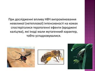 При дослідженні впливу НВЧ випромінювання 
невеликої (нетеплової) інтенсивності на комах 
спостерігалися тератогенні ефекти (вроджені 
каліцтва), які іноді мали мутагенний характер, 
тобто успадковувалися. 
 