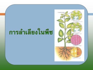 การลำเลียงในพืช