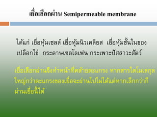 ได้แก่ เยื่อหุ้ม๶ซลล์ เยื่อหุ้มนิวเคลียส เยื่อหุ้มชั้นในของ เปลือกไข่ กระดาษเซลโลเฟนกระเพาะปัสสาวะสัตว์ 
๶ยื่อ๶ลือกผ่าน Semipermeablemembrane 
๶ยื่อ๶ลือกผ่านจึงทาหน้าที่คล้ายตะแกรง หากสารใดโมเลกุล ใหญ่กว่าตะแกรงของเยื่อจะผ่านไปไม่ได้แต่หากเล็กกว่าก็ ผ่านเยื่อนี้ได้  