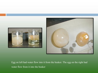 Egg on left had water flow into it from the beaker. The egg on the right had water flow from it into the beaker  