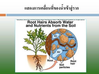 แสึϸการเคลื่อนที่ྺองȨาเข้าสู่ราก  