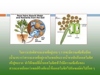 ในภาวะปกติสารละลายที่อยู่รอบ ๆ รากจะมีความเข้มข้นน้อย (น้ามาก) กว่าสารละลายที่อยู่ภายใน๶ซลล์ขนรากน้าจากึϸนจึงออสโมซิส เข้าสู่ขนราก ทาให้๶ซลล์ที่น้าออสโมซิสเข้าไปมีความเข้มข้นของ สารละลายน้อยกว่า๶ซลล์ข้างเคียงน้าจึงออสโมซิสไปยัง๶ซลล์ต่อไปเรื่อย ๆ  