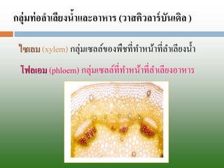 กลุ่มท่อลาเลียงน้าและอาหาร (วาสคิวลาร์บันเดิล) ไซเลม(xylem) กลุ่ม๶ซลล์ของพืชที่ทาหน้าที่ลาเลียงน้า โฟลเอม(phloem) กลุ่ม๶ซลล์ที่ทาหน้าที่ลาเลียงอาหาร  