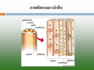 ภาพตัดตามยาวลาต้น  
