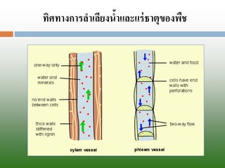 ทิศทางการลาเลียงȨาและแร่ธาตุྺองพืช  