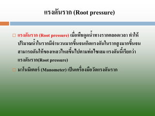 แรงดันราก (Rootpressure) 
แรงดันราก (Rootpressure)เมื่อพืชดูดน้าทางรากตลอดเวลา ทาให้ ปริมาณน้าในรากมีจานวนมากขึ้นจนเกิดแรงดันในรากสูงมากขึ้นจน สามารถดันให้ของเหลวไหลขึ้นไปตามท่อไซเลมแรงดันนี้เรียกว่า แรงดันราก(Rootpressure) 
มาโนมิเตอร์ (Manometer) เป็นเครื่องมือวัดแรงดันราก  