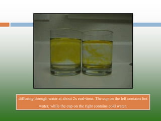 diffusing through water at about 2x real-time. The cup on the left contains hot water, while the cup on the right contains cold water.  