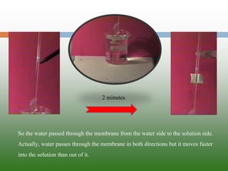 2 minutes 
So the water passed through the membrane from the water side to the solution side. Actually, water passes through the membrane in both directions but it moves faster intothe solution than outof it.  