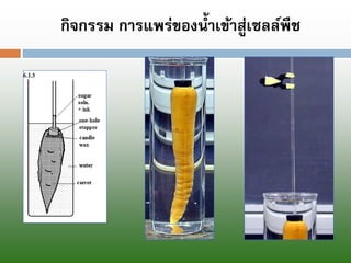 กิจกรรม การแพร่ของน้าเข้าสู่เซลล์พืช  