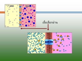 เยื่อเลือกผ่าน  