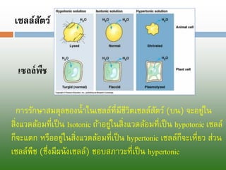 การรักษาสมดุลของน้าในเซลล์ที่มีชีวิตเซลล์สัตว์ (บน) จะอยู่ใน สิ่งแวดล้อมที่เป็น Isotonic ถ้าอยู่ในสิ่งแวดล้อมที่เป็น hypotonic เซลล์ ก็จะแตก หรืออยู่ในสิ่งแวดล้อมที่เป็น hypertonic เซลล์ก็จะเหี่ยว ส่วน เซลล์พืช (ซึ่งมีผนังเซลล์) ชอบสภาวะที่เป็น hypertonic 
เซลล์สัตว์ 
เซลล์พืช  